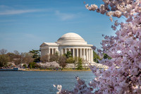 Jefferson Blooms