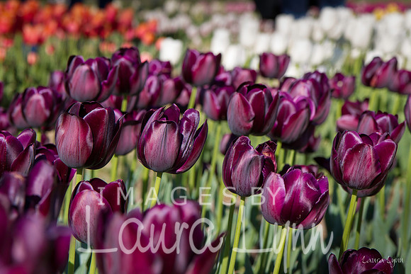 Gentle As A Tulip Bed